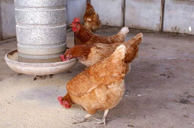 MS cria licen&ccedil;a obrigat&oacute;ria para com&eacute;rcio de aves vivas e veta venda ambulante