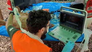 Tatu-canastra gr&aacute;vida &eacute; registrada pela 1&ordf; vez em &aacute;rea de planta&ccedil;&atilde;o de eucalipto