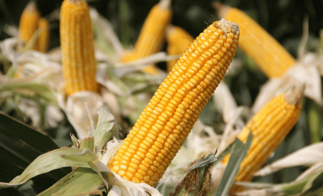 Produtores de MS ter&atilde;o at&eacute; 50% de subven&ccedil;&atilde;o no seguro do milho safrinha