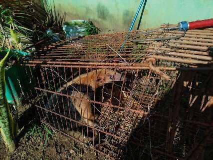 Tamandu&aacute;-mirim aparece em casa no meio da cidade e mobiliza resgate