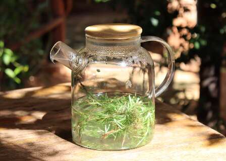 Mais que cheiro bom: banho de alecrim vira aliado contra o des&acirc;nimo