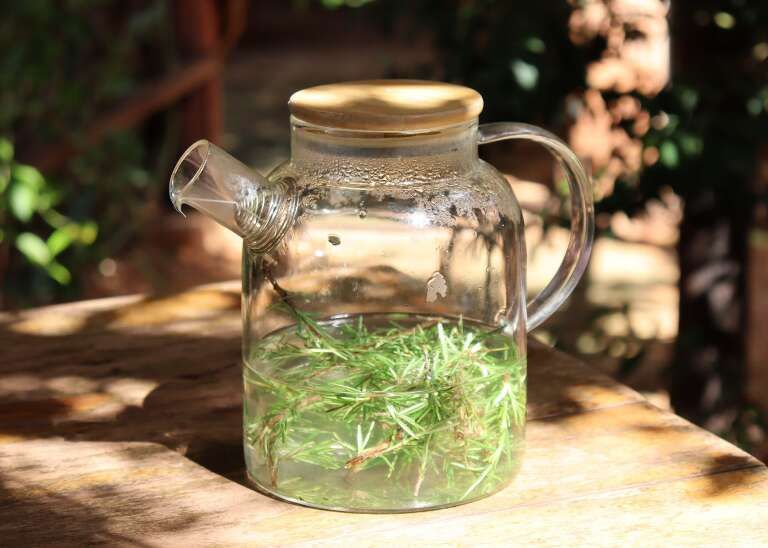 Mais que cheiro bom: banho de alecrim vira aliado contra o desânimo