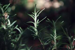 Mais que cheiro bom: banho de alecrim vira aliado contra o des&acirc;nimo