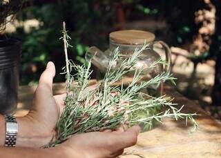 Mais que cheiro bom: banho de alecrim vira aliado contra o des&acirc;nimo