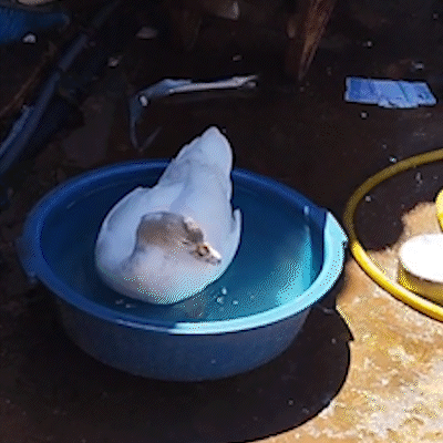 Quem viu a Maju? pata voa pelo muro e foge no Atl&acirc;ntico Sul