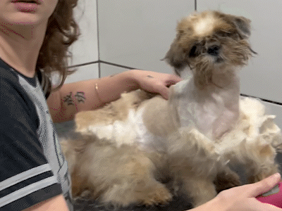 Exagero na tosa pode prejudicar a pele e a sa&uacute;de do seu cachorro