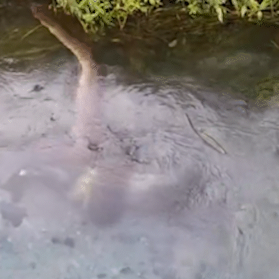 Sucuri engole porco-do-mato durante passeio em rio de Bonito