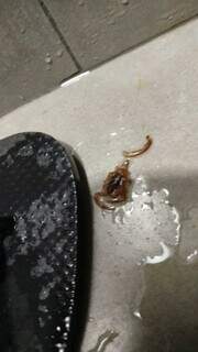 Bichos invadem casas e mato alto preocupa moradores no Jardim Cerejeiras