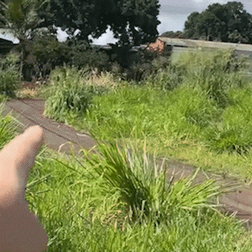 Bichos invadem casas e mato alto preocupa moradores no Jardim Cerejeiras