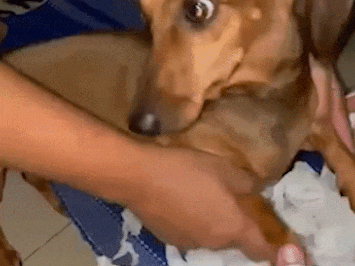 Já viu salchicha limpando a casa? Mãe de pet dessa fez foi longe