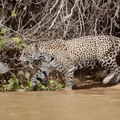 Casal de on&ccedil;as em clima de romance passeia pelo Pantanal