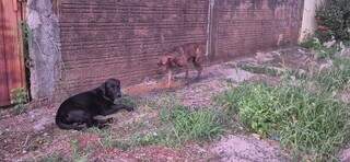 C&atilde;es perdidos no S&atilde;o Francisco s&atilde;o acolhidos por moradores que buscam por dono