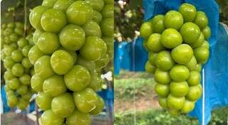 Uva gigante japonesa viral por aqui? Parece, mas n&atilde;o &eacute;