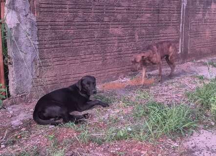 C&atilde;es perdidos no S&atilde;o Francisco s&atilde;o acolhidos por moradores que buscam por dono