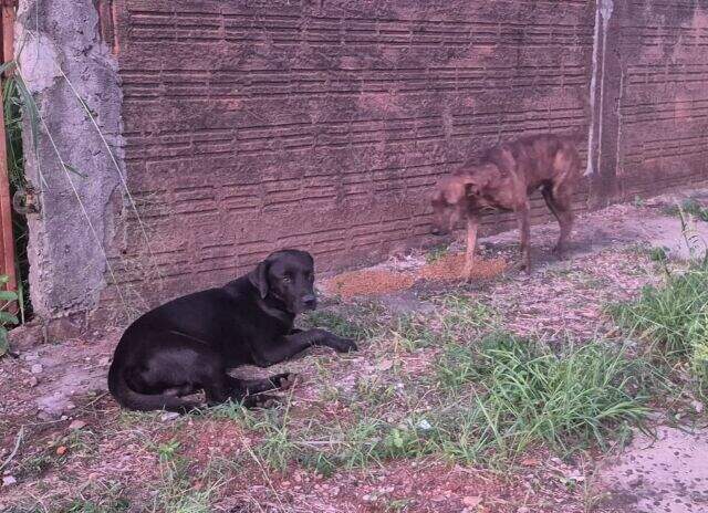 "Cães perdidos no São Francisco são acolhidos por moradores que buscam por dono"