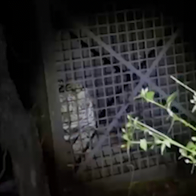 On&ccedil;a-pintada &eacute; capturada ap&oacute;s ataques a animais dom&eacute;sticos em Corumb&aacute;