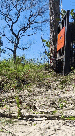 On&ccedil;a capturada em &aacute;rea urbana de Corumb&aacute; &eacute; solta na Serra do Amolar