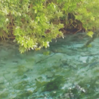 Anta surpreende turistas ao nadar em rio durante passeio
