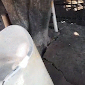 &Aacute;rvore inclinada amea&ccedil;a cair sobre casa e moradora pede ajuda h&aacute; um ano