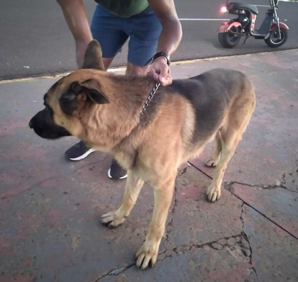 Cadê meu dono? Pastor alemão perdido chama atenção na Avenida Afonso Pena