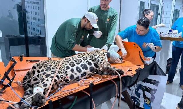 Animais soltos viraram convite para on&ccedil;a rondar a &aacute;rea urbana de Corumb&aacute;
