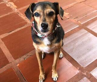 Cachorrinha Milly, de 15 anos, some na Vila Progresso e fam&iacute;lia pede ajuda