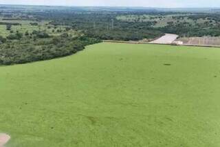 Usina atribui "sumi&ccedil;o" do Rio Pardo a queda de barragem e expans&atilde;o do eucalipto