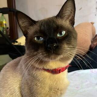 Gato de apoio emocional desapareceu h&aacute; mais de uma semana no Leblon