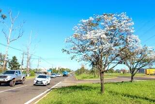 Famoso por fechar a florada, ip&ecirc;-branco j&aacute; &ldquo;despertou&rdquo; em avenidas da cidade