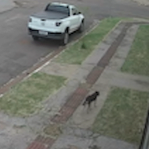Cachorrinha Milly, de 15 anos, some na Vila Progresso e fam&iacute;lia pede ajuda