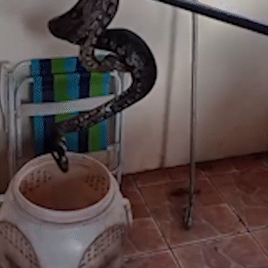 Jiboia &eacute; resgatada em garagem ap&oacute;s se esconder em pe&ccedil;a de carro