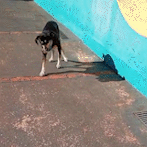 Casal procura ado&ccedil;&atilde;o respons&aacute;vel para cachorro encontrado h&aacute; dois meses