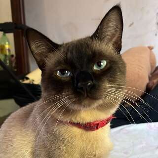 Gato de apoio emocional desapareceu h&aacute; mais de uma semana no Leblon