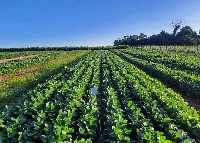 Dejeto de su&iacute;nos se transforma em fertilizante e ganha espa&ccedil;o nas lavouras