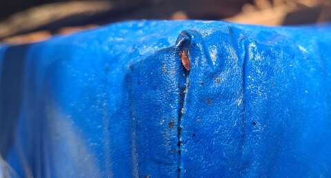 Familiar de paciente denuncia infesta&ccedil;&atilde;o de percevejos em CAPS do Centro