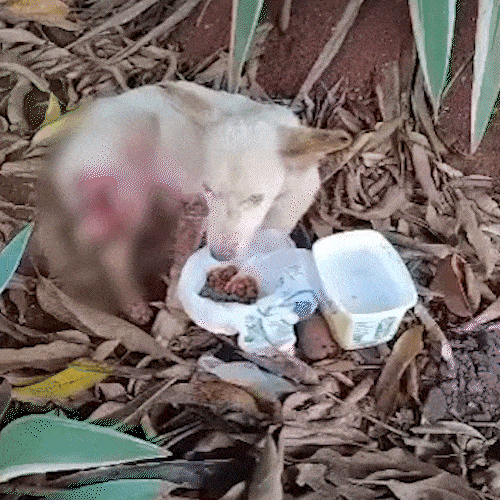 Cachorrinha atropelada no S&atilde;o Conrado procura novo lar ap&oacute;s interna&ccedil;&atilde;o