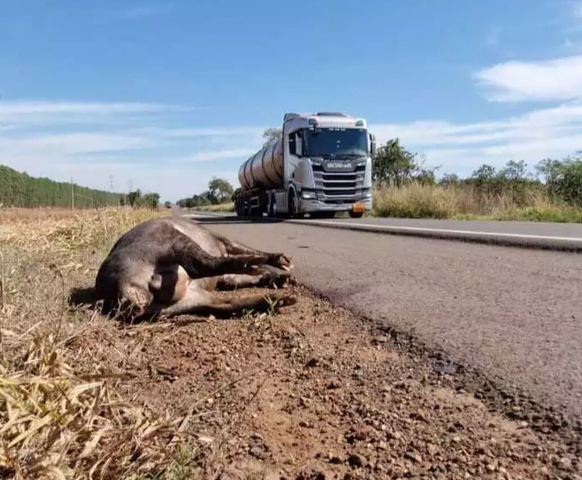 Aprovado plano para reduzir atropelamentos de animais em rodovias