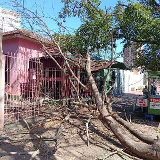 J&aacute; seca, &aacute;rvore cai durante ventania e atinge casa no Amamba&iacute;