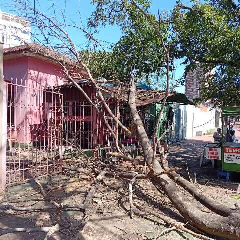 J&aacute; seca, &aacute;rvore cai durante ventania e atinge casa no Amamba&iacute;