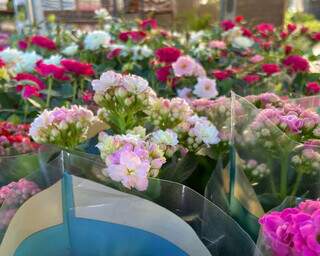 Orqu&iacute;deas e rosas lideram procura e vendas de flores aumentam 50% 