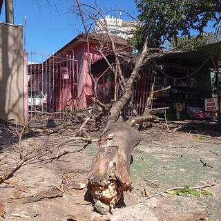 J&aacute; seca, &aacute;rvore cai durante ventania e atinge casa no Amamba&iacute;