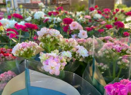 Orqu&iacute;deas e rosas lideram procura e vendas de flores aumentam 50% 