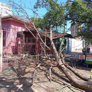 J&aacute; seca, &aacute;rvore cai durante ventania e atinge casa no Amamba&iacute;