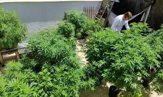 A&ccedil;&atilde;o judicial n&atilde;o pode ser usada para autorizar cultivo caseiro de maconha