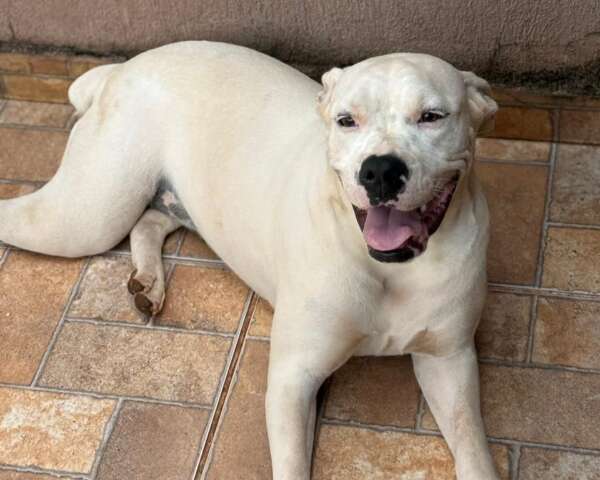 Cachorra Tequila est&aacute; desaparecida ap&oacute;s fugir da casa da nova tutora