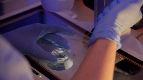 Fertiliza&ccedil;&atilde;o in vitro avan&ccedil;a em MS e congelamento de embri&otilde;es cresce 82%