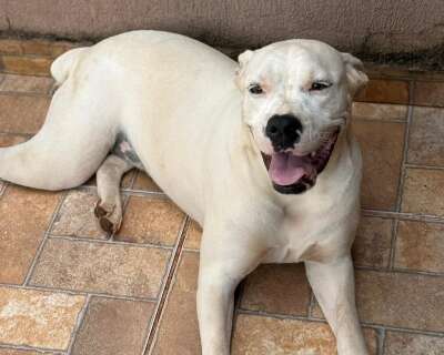 Cachorra Tequila est&aacute; desaparecida ap&oacute;s fugir da casa da nova tutora