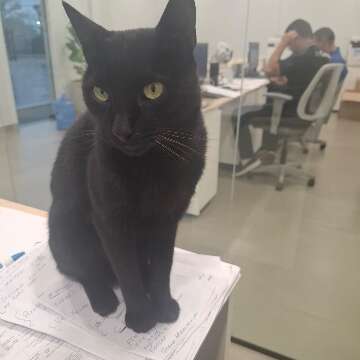 De &ldquo;gato de rua&rdquo; a mascote, Serafim vira xod&oacute; em empresa no Universit&aacute;rio