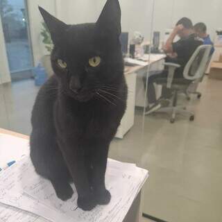De &ldquo;gato de rua&rdquo; a mascote, Serafim vira xod&oacute; em empresa no Universit&aacute;rio