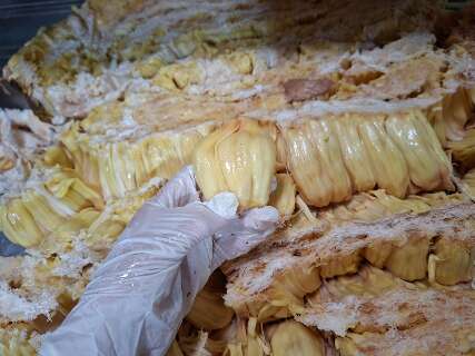 Jaca gigante de Rochedo pesa quase 10 kg e entra em &ldquo;distribui&ccedil;&atilde;o oficial&rdquo;